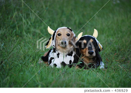 Cattle dachshund Cattle dachshund 436929