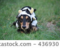 Cattle dachshund 436930