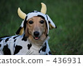 Cattle dachshund 436931