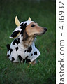 Cattle dachshund 436932