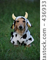 Cattle dachshund 436933