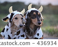 Cattle dachshund 436934