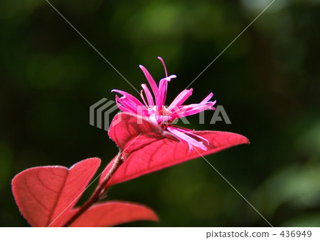 紅花Tokiwamansaku 436949