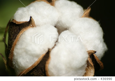 棉花 436990