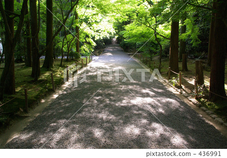 穿過樹林的路 436991