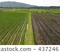 Paddy field 437246