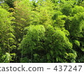  Bamboo grove 437247