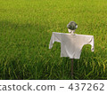 Scarecrow and rice 437262