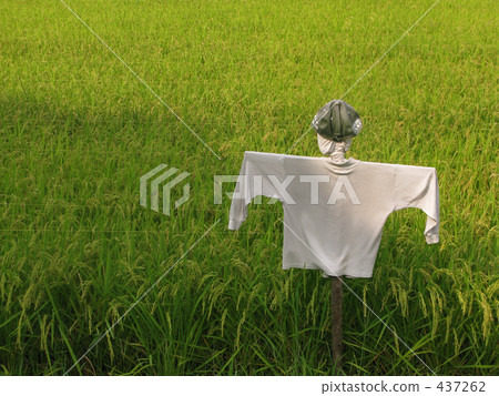 Scarecrow and rice 437262