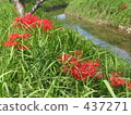 A cluster amaryllis in Ogawa 437271