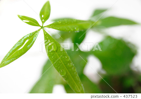 Pachira Pachira 437523