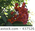 Autumn fruit 437526