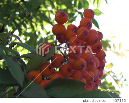 Autumn fruit Autumn fruit 437526