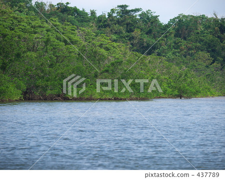 brackish waters, nakama river, iriomote-jima 437789