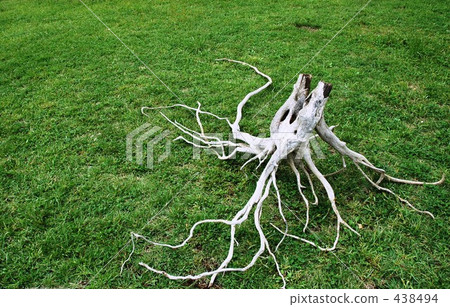 Root bone 438494