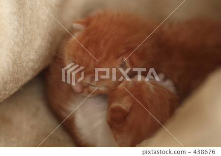一隻小貓 438676