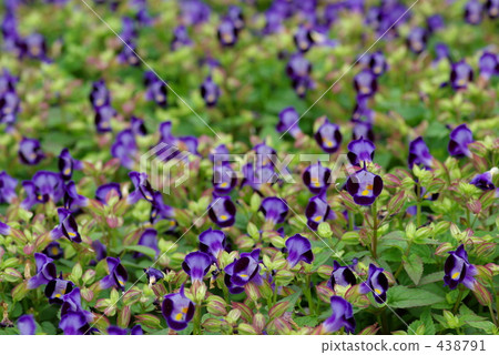 Purple Torenia 438791