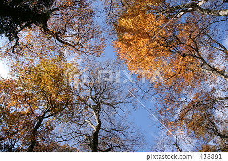 Looking up at the autumnal sky in the beech forest Looking up at the autumnal sky in the beech forest 438891