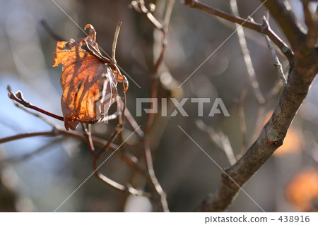 Remains of autumn 438916