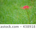 群集孤挺花 438918