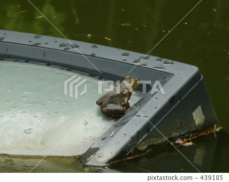 Television and frog 439185