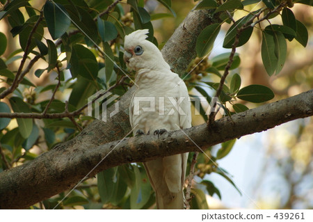 Guardian Buttan Guardian Buttan 439261