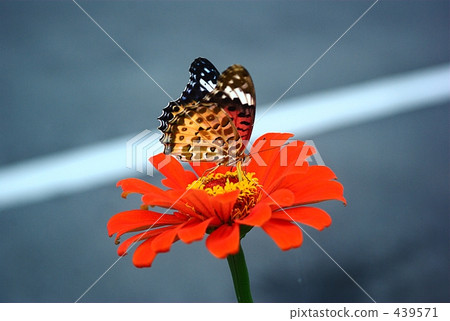 蝴蝶和鮮花 蝴蝶和鮮花 439571