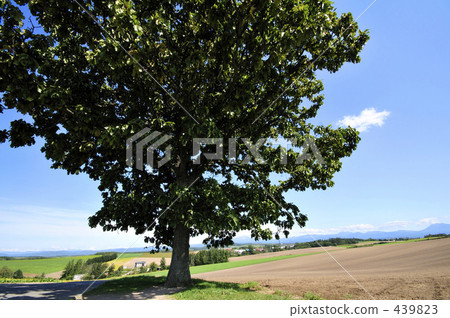 Seven Star Tree Seven Star Tree 439823