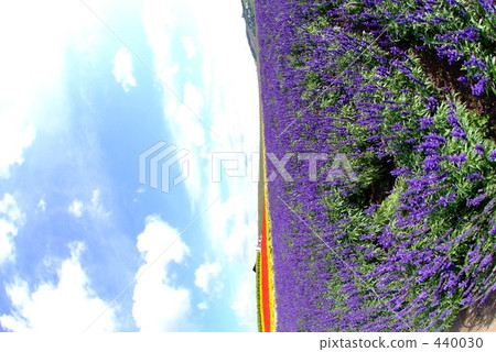 Lavender field Lavender field 440030