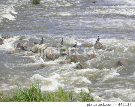 Rest of the river birds Rest of the river birds 442137