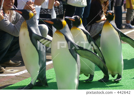 Noboribetsu Marine Park Nikus penguin march Noboribetsu Marine Park Nikus penguin march 442642