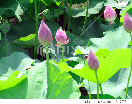 蓮花 蓮花 442734