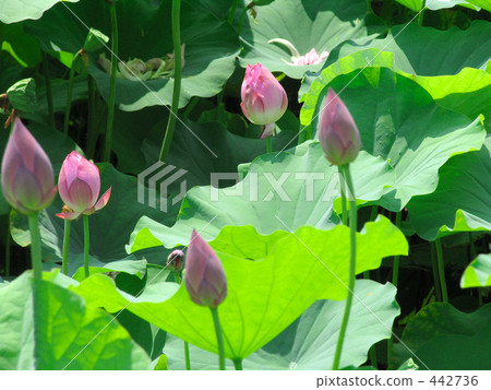 蓮花 蓮花 442736