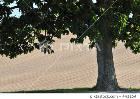 Seven Star Tree 443154