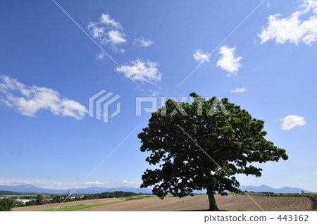 Biei no Oka Biei no Oka 443162