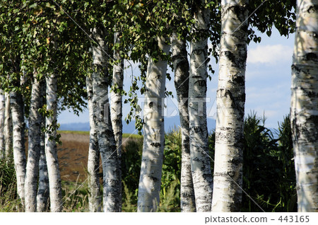 White birch White birch 443165