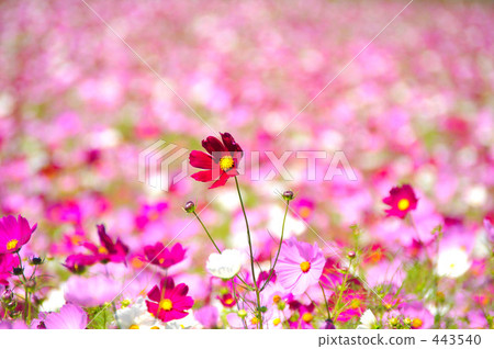 Wind and autumn cherry trees 443540