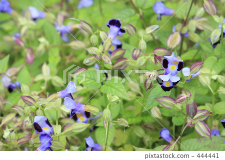 Torenia 444441