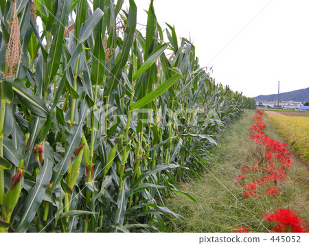 Maize farm and Higanbana Maize farm and Higanbana 445052