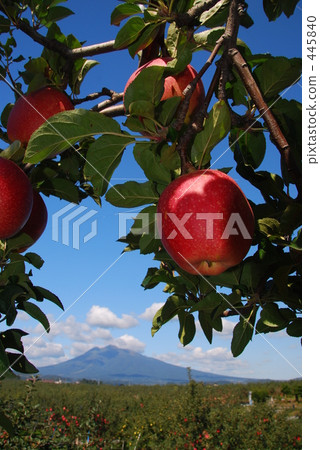 熟透的蘋果 熟透的蘋果 445840