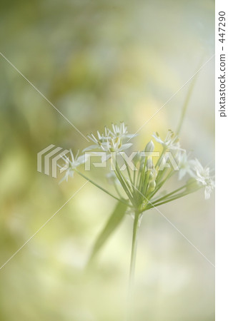 花雞 447290