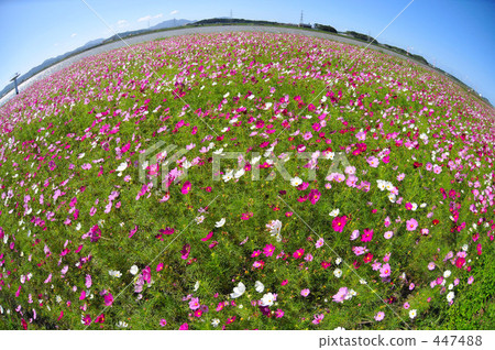 Autumn cherry field 447488