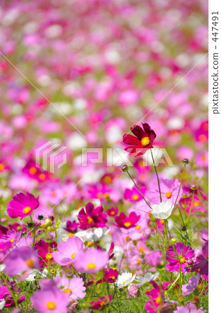 風和秋櫻2 447491