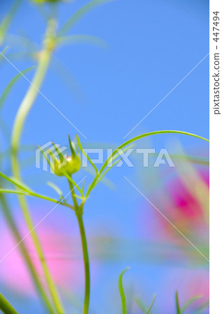 在開花前的秋天櫻桃樹 在開花前的秋天櫻桃樹 447494