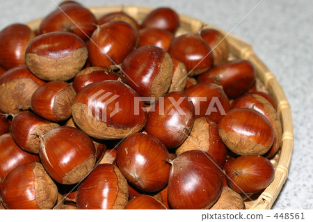 Chestnut Chestnut 448561