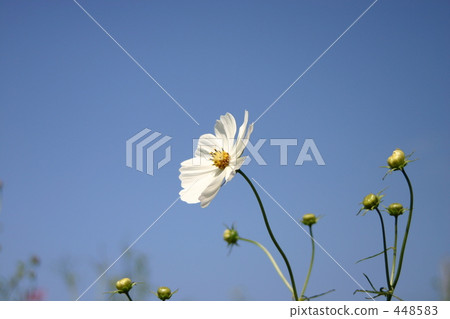 cosmos field, cosmos, cosmea 448583