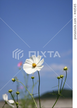Cosmos 448585