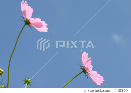 Cosmos Cosmos 448590