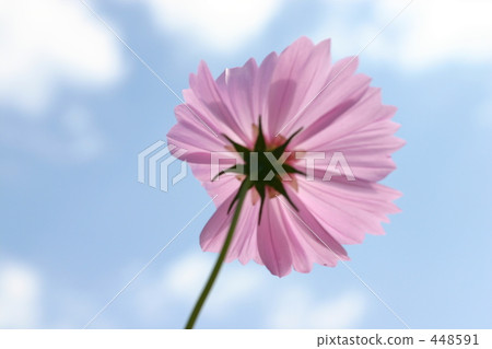 cosmos, cosmea, outside 448591