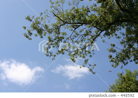 Sky Sky 448592